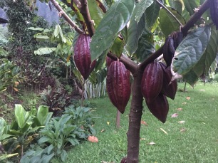 Cacao growing in Waimanalo at Manoa Chocolate homestead