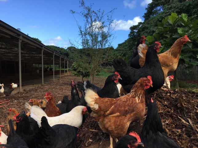Kanu Farms_chickens